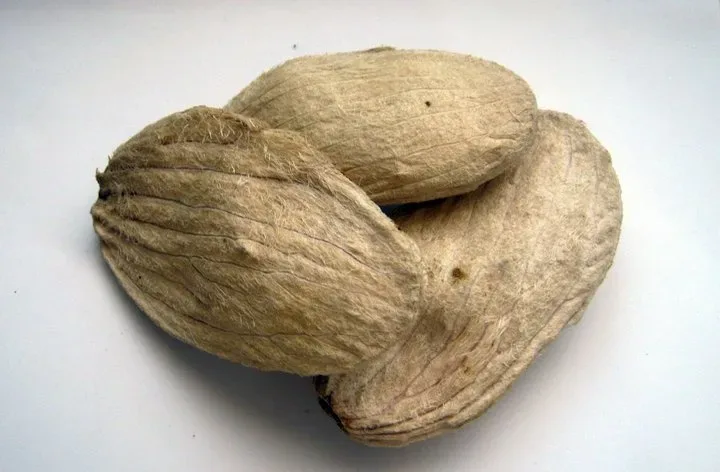 Exotic and Commercial Fruit Seeds